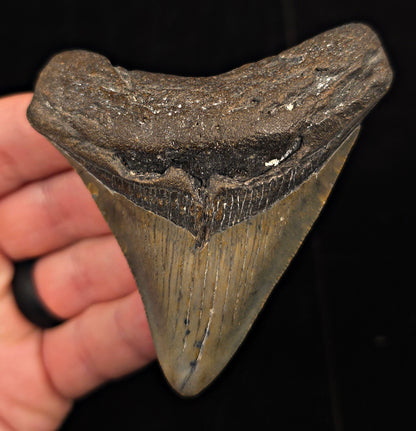 Authentic, 3.40" Fossil Megalodon Tooth - Meg Ledge, North Carolina