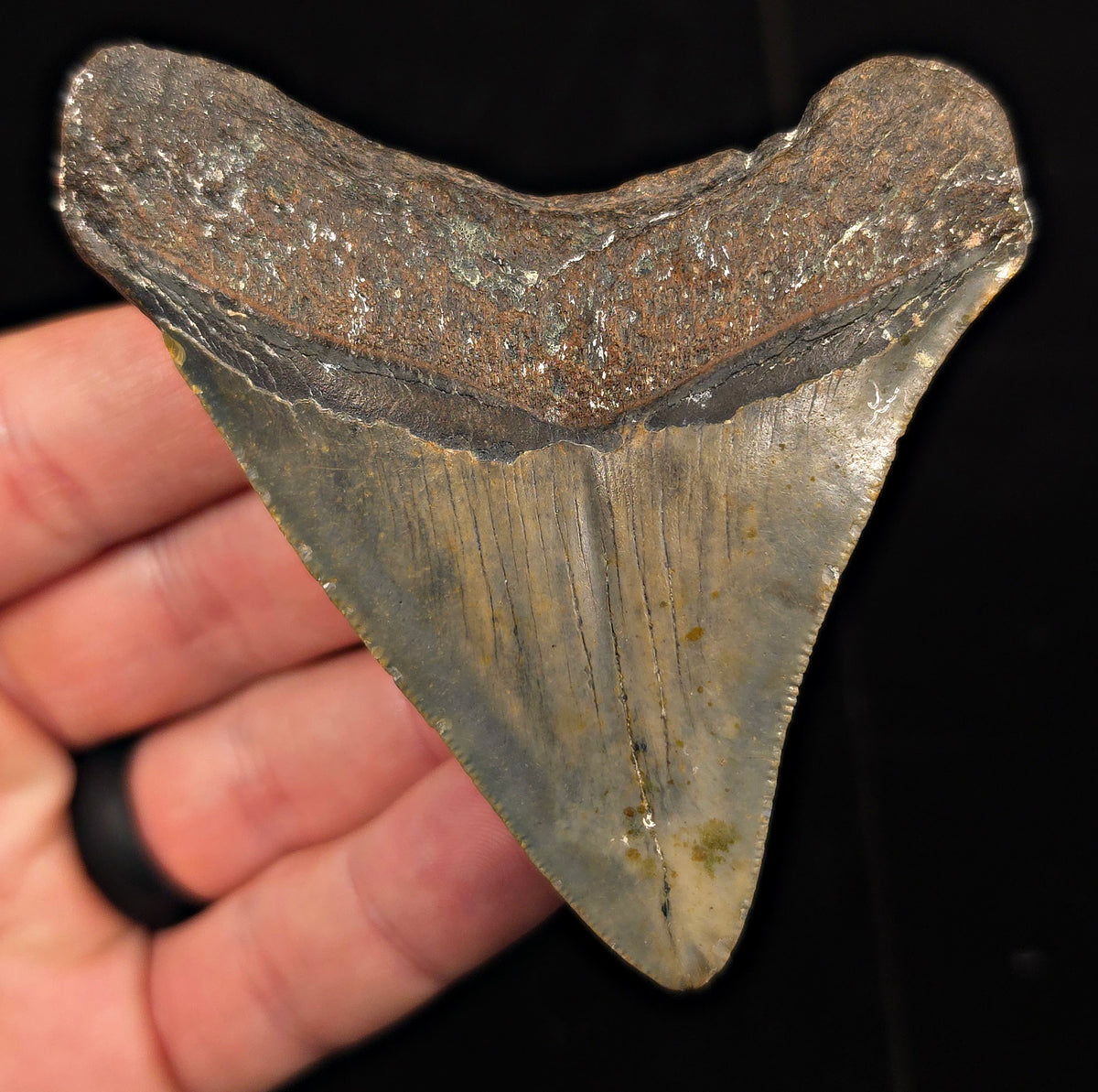Authentic, 3.40" Fossil Megalodon Tooth - Meg Ledge, North Carolina