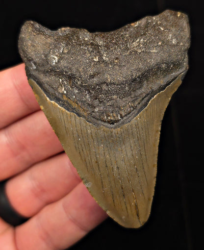 Authentic, 3.15" Fossil Megalodon Tooth - Meg Ledge, North Carolina