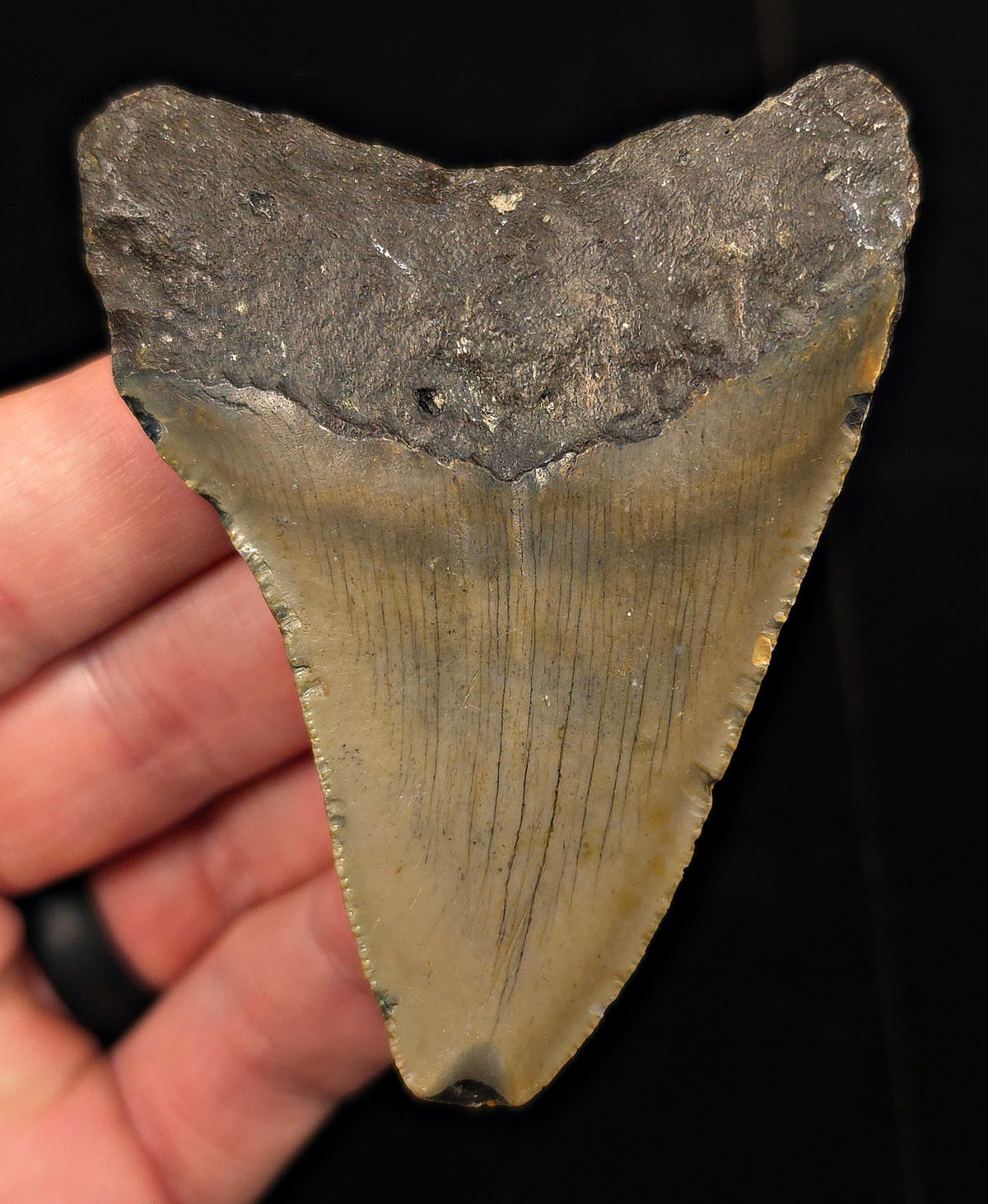 Authentic, 3.15" Fossil Megalodon Tooth - Meg Ledge, North Carolina
