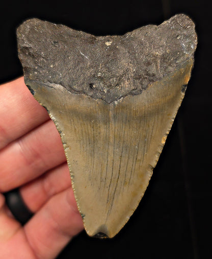 Authentic, 3.15" Fossil Megalodon Tooth - Meg Ledge, North Carolina
