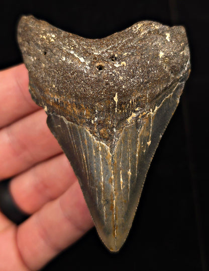 Authentic, 3.37" Fossil Megalodon Tooth - Meg Ledge, North Carolina