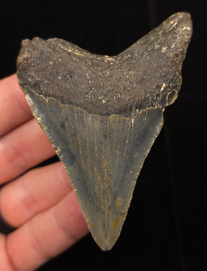 Authentic, 3.37" Fossil Megalodon Tooth - Meg Ledge, North Carolina