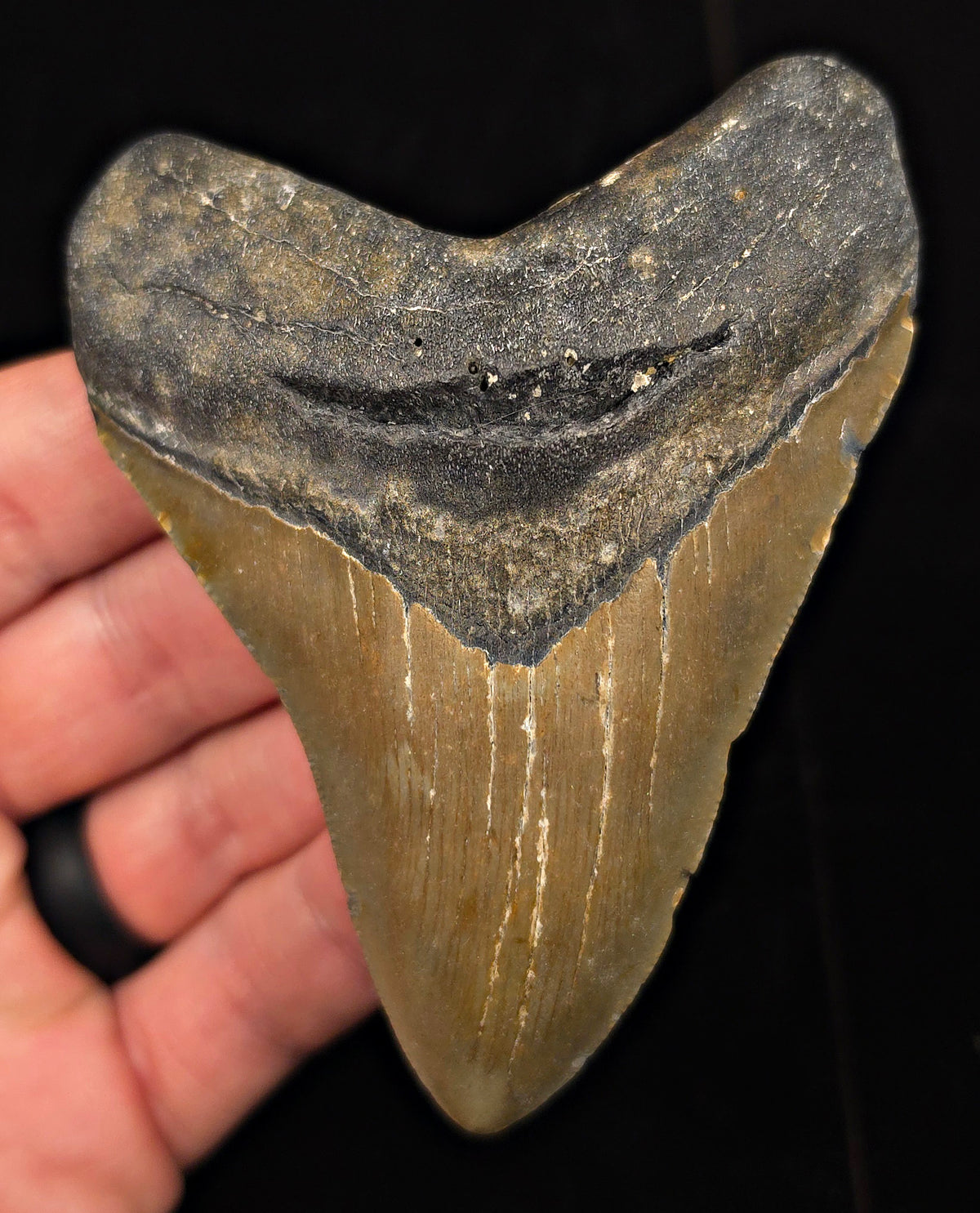 Authentic, 3.90" Fossil Megalodon Tooth - Meg Ledge, North Carolina