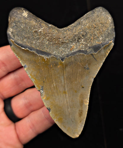 Authentic, 3.90" Fossil Megalodon Tooth - Meg Ledge, North Carolina