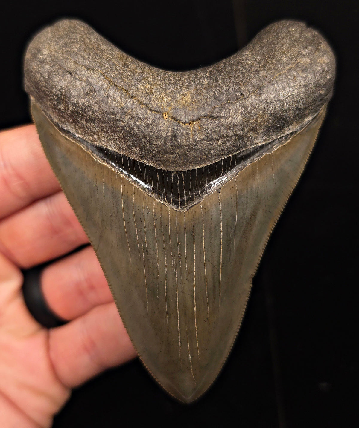 Collector-Quality, 4.13" Fossil Megalodon Tooth - Savannah, Georgia