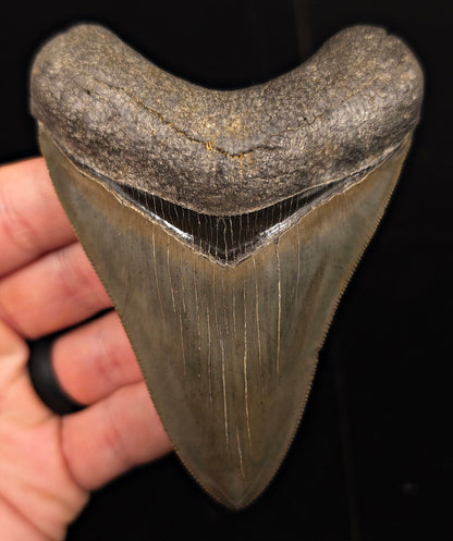 Collector-Quality, 4.13" Fossil Megalodon Tooth - Savannah, Georgia