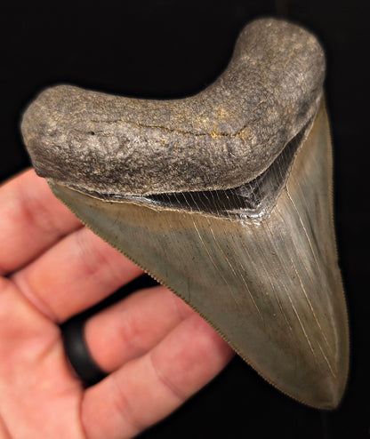 Collector-Quality, 4.13" Fossil Megalodon Tooth - Savannah, Georgia