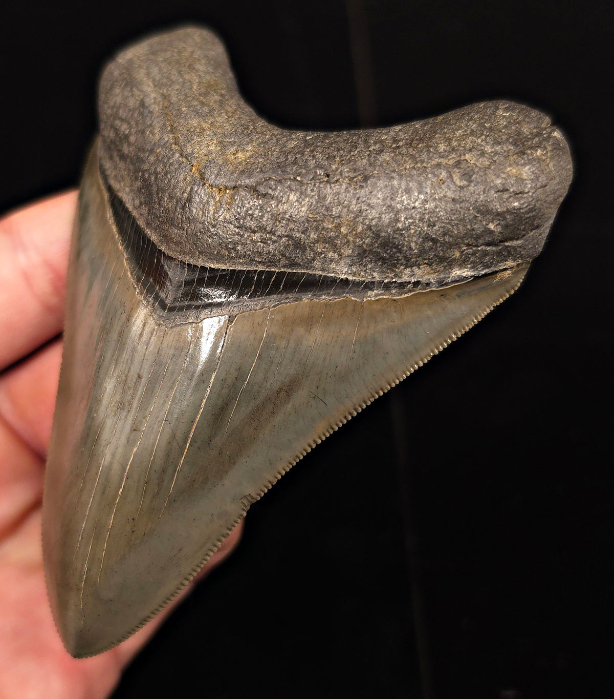 Collector-Quality, 4.13" Fossil Megalodon Tooth - Savannah, Georgia