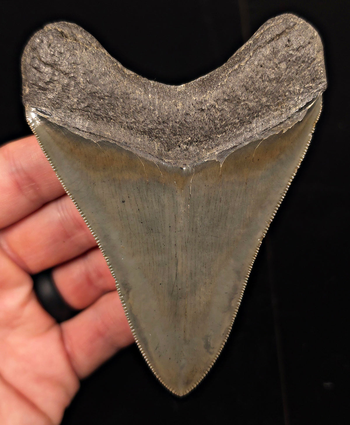 Collector-Quality, 4.13" Fossil Megalodon Tooth - Savannah, Georgia