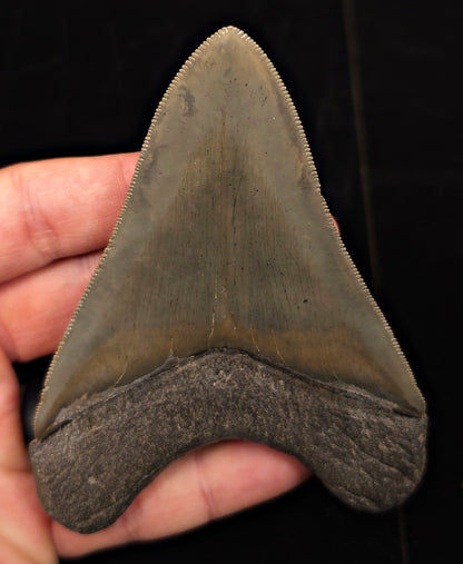 Collector-Quality, 4.13" Fossil Megalodon Tooth - Savannah, Georgia