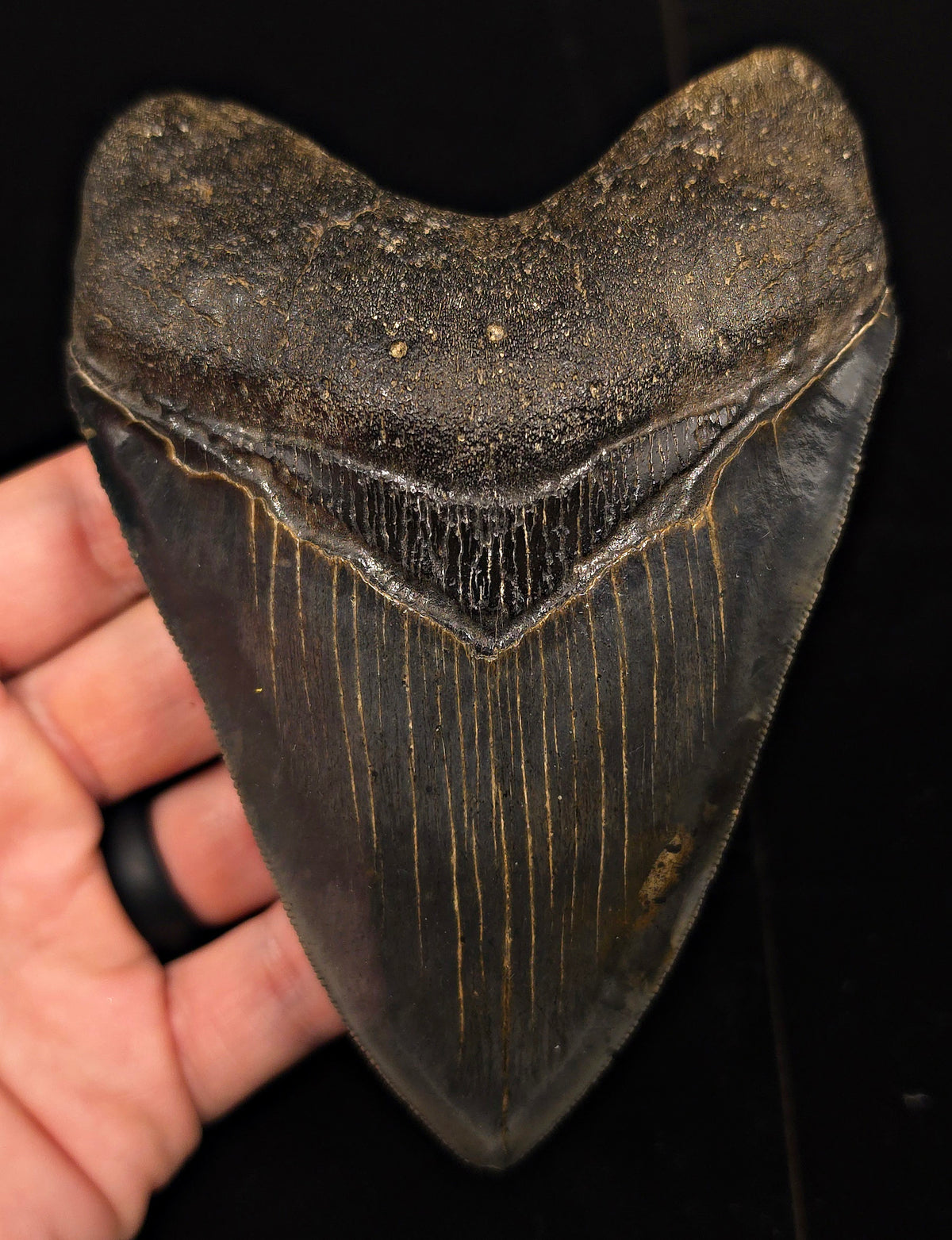 High-Quality, 5.28" Fossil Megalodon Tooth - Charleston, South Carolina