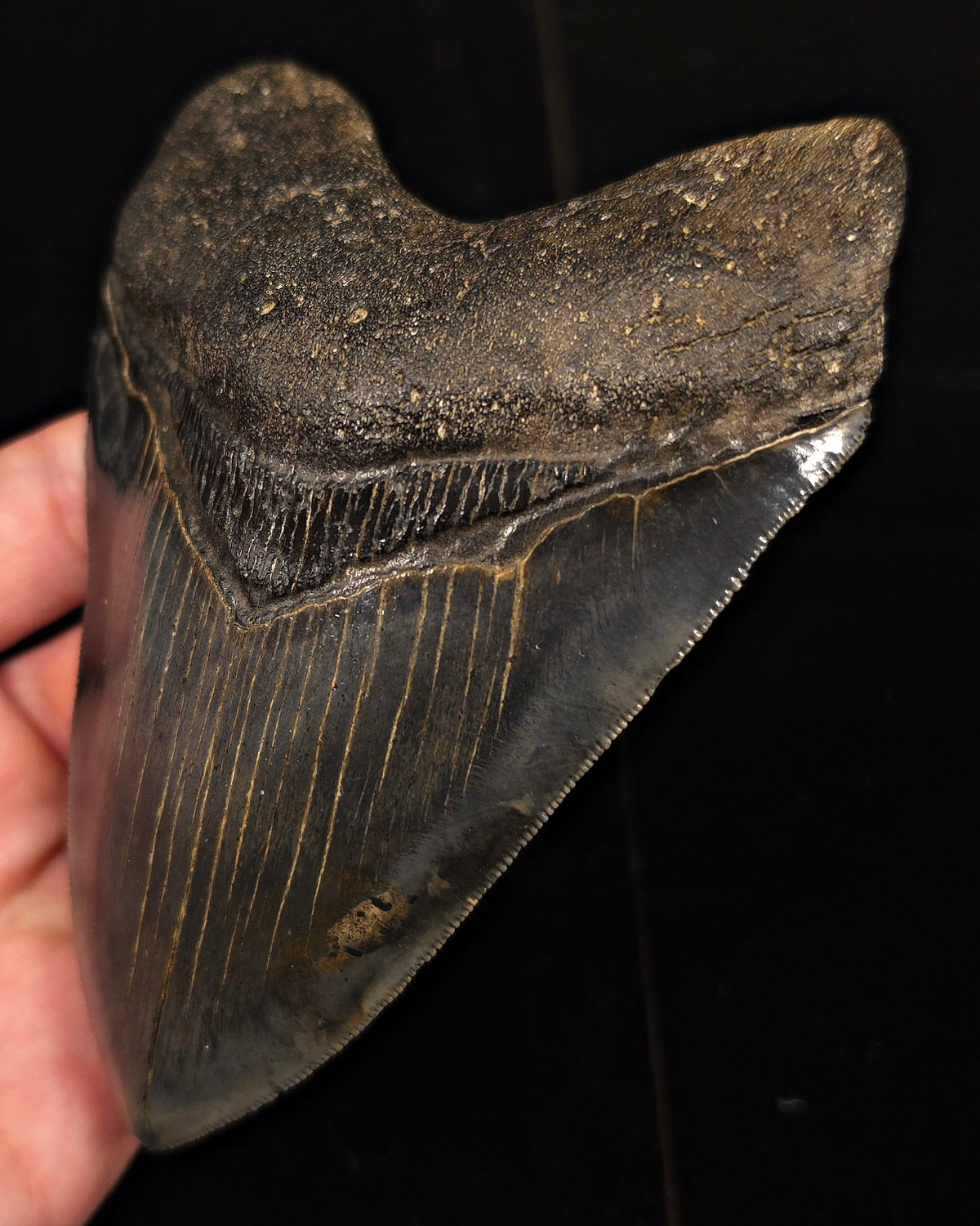 High-Quality, 5.28" Fossil Megalodon Tooth - Charleston, South Carolina