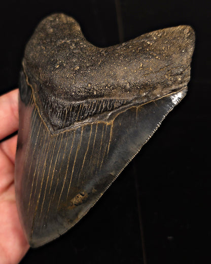 High-Quality, 5.28" Fossil Megalodon Tooth - Charleston, South Carolina