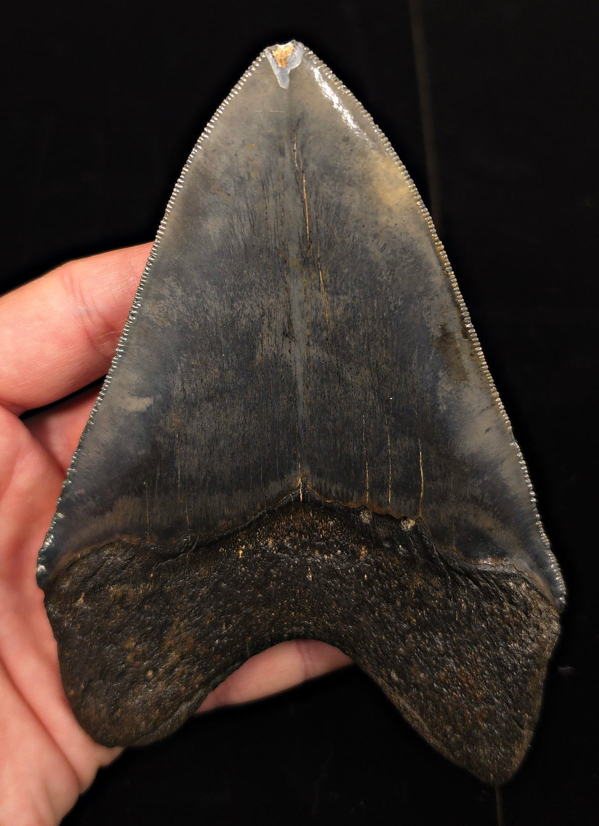 High-Quality, 5.28" Fossil Megalodon Tooth - Charleston, South Carolina