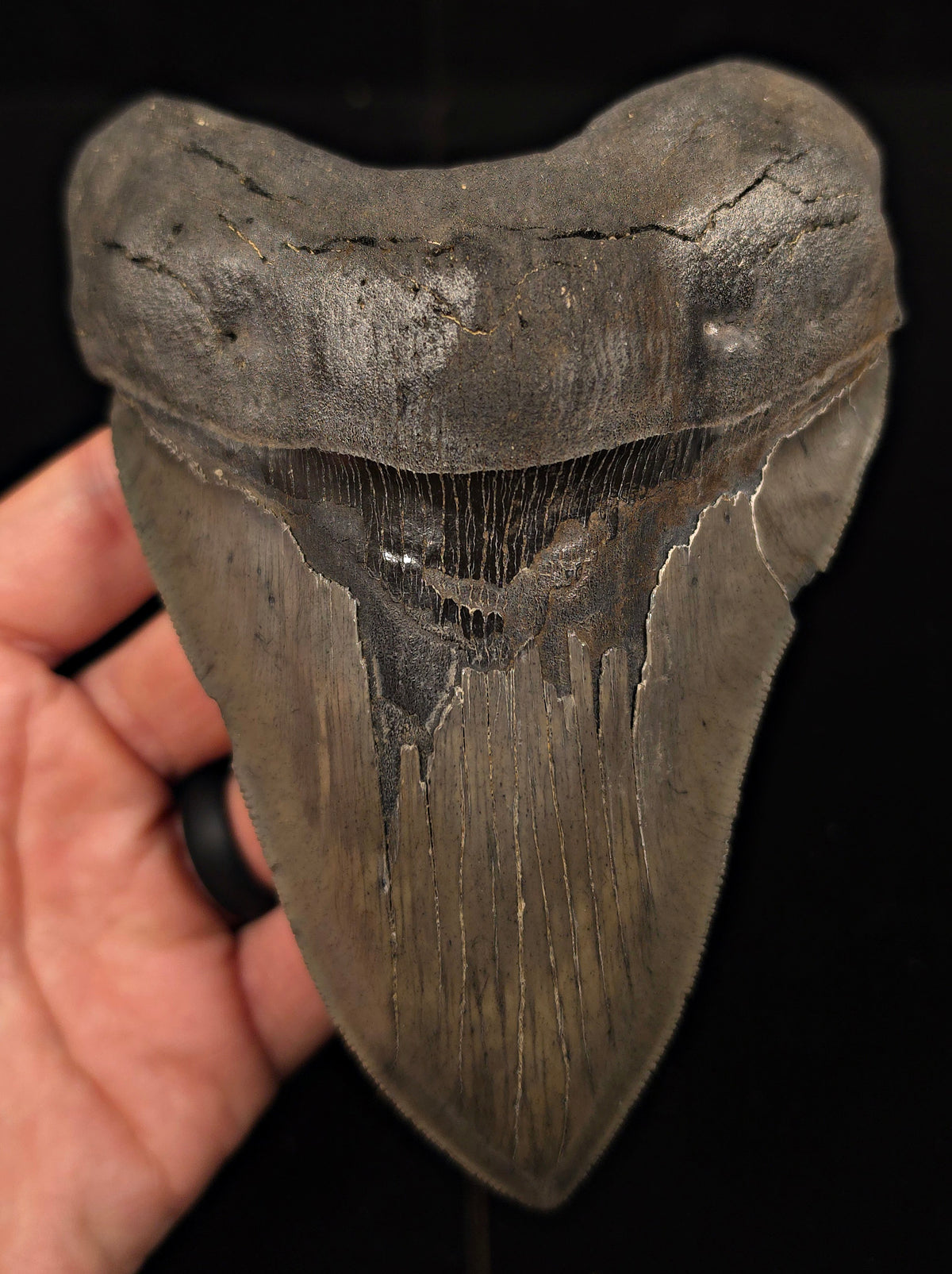 Serrated, 5.62" Fossil Megalodon Tooth - Charleston, South Carolina