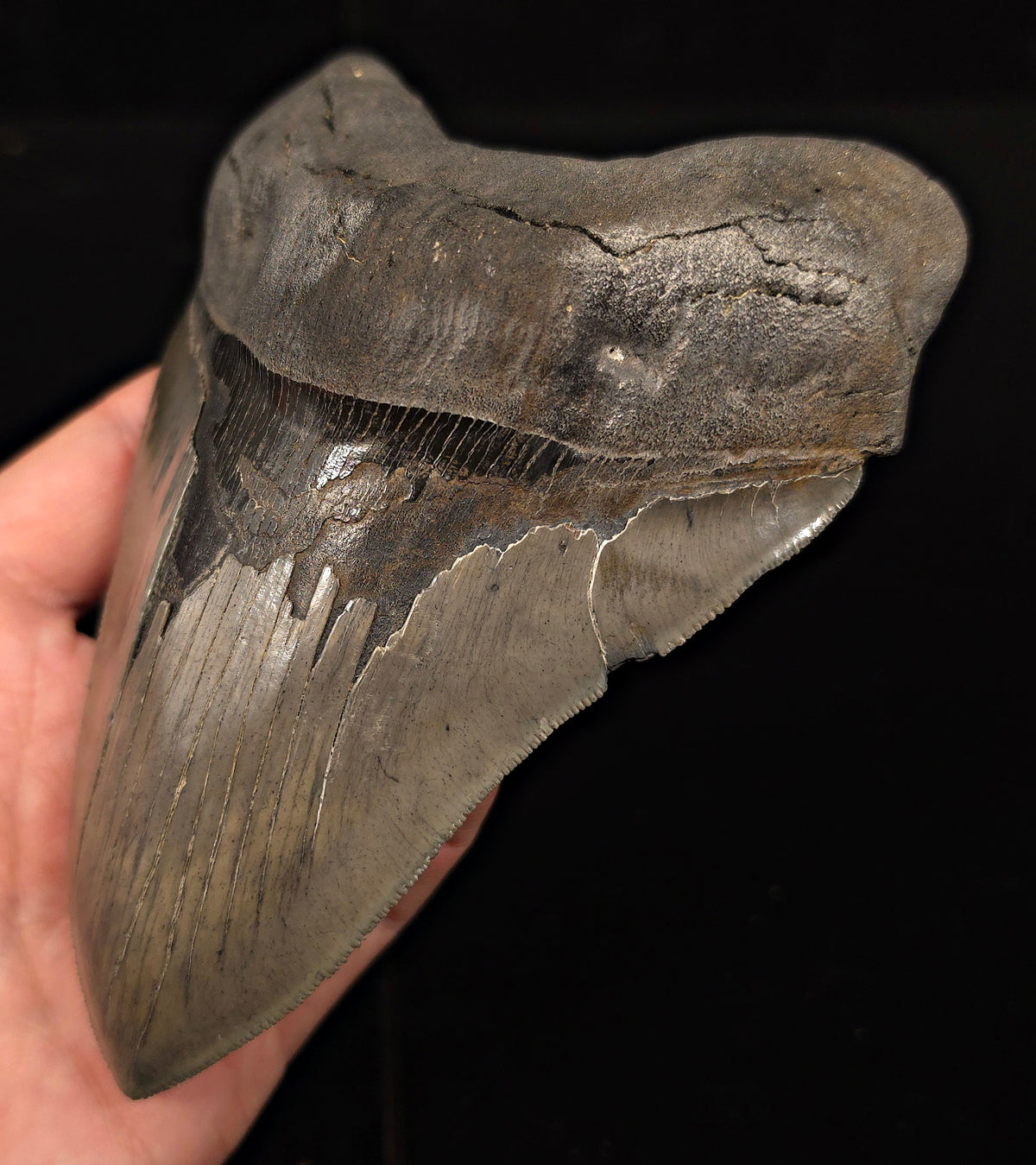 Serrated, 5.62" Fossil Megalodon Tooth - Charleston, South Carolina