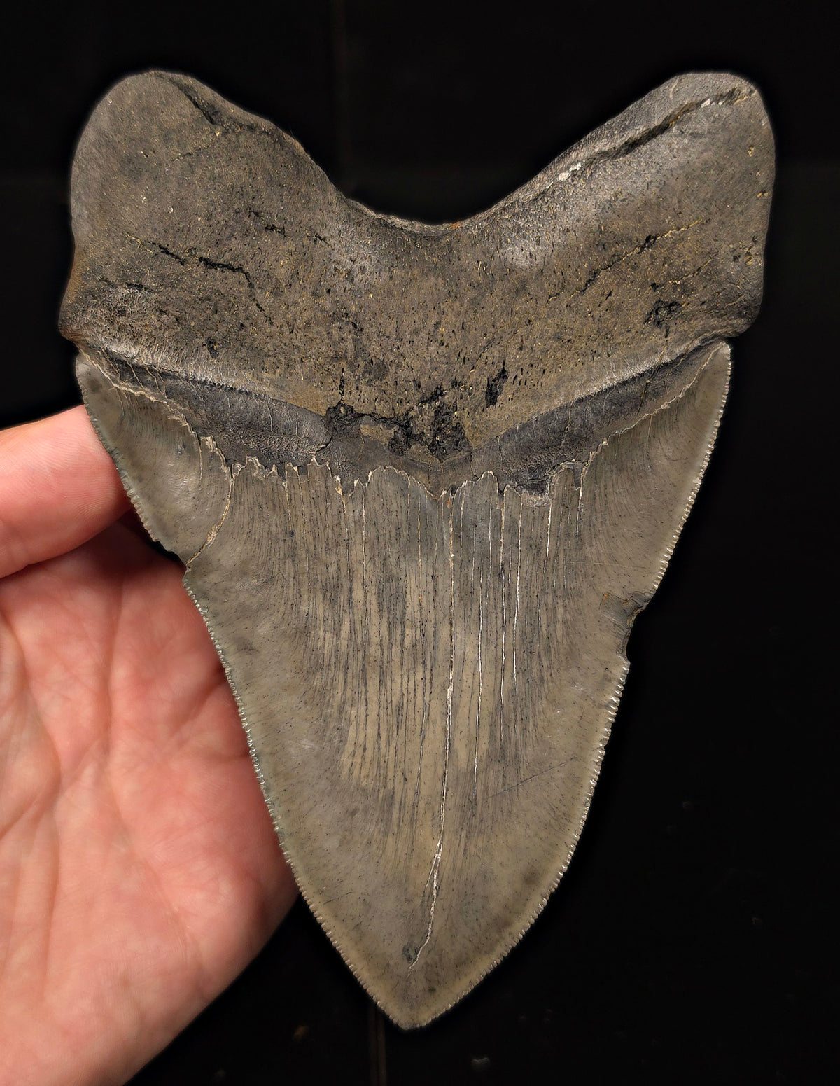 Serrated, 5.62" Fossil Megalodon Tooth - Charleston, South Carolina