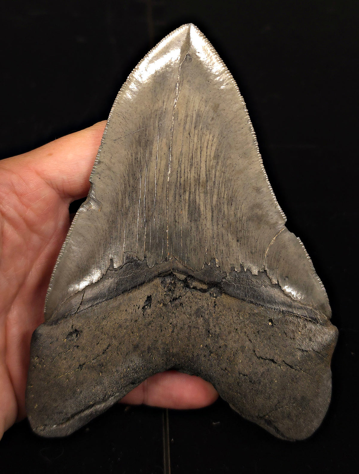 Serrated, 5.62" Fossil Megalodon Tooth - Charleston, South Carolina