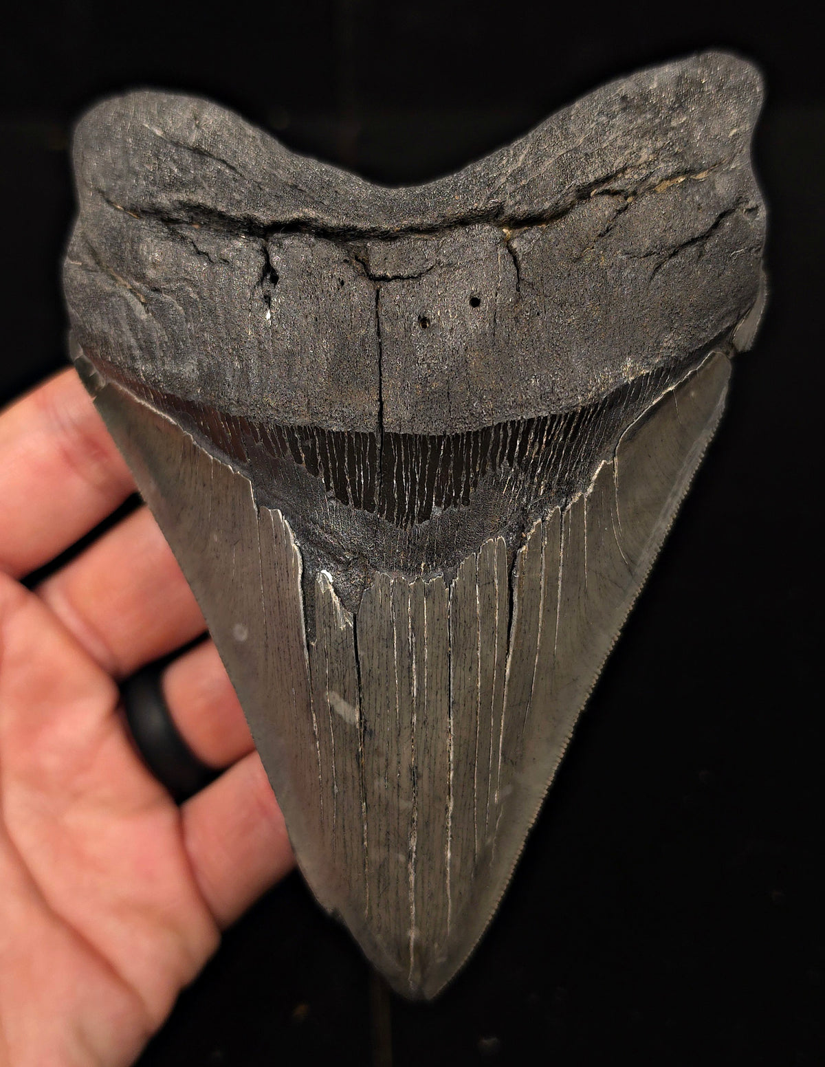Serrated, 5.50" Fossil Megalodon Tooth - Charleston, South Carolina