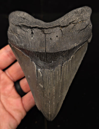 Serrated, 5.50" Fossil Megalodon Tooth - Charleston, South Carolina