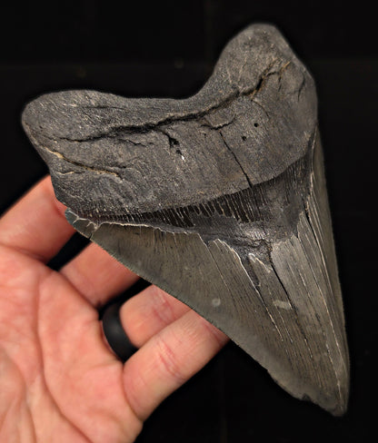 Serrated, 5.50" Fossil Megalodon Tooth - Charleston, South Carolina