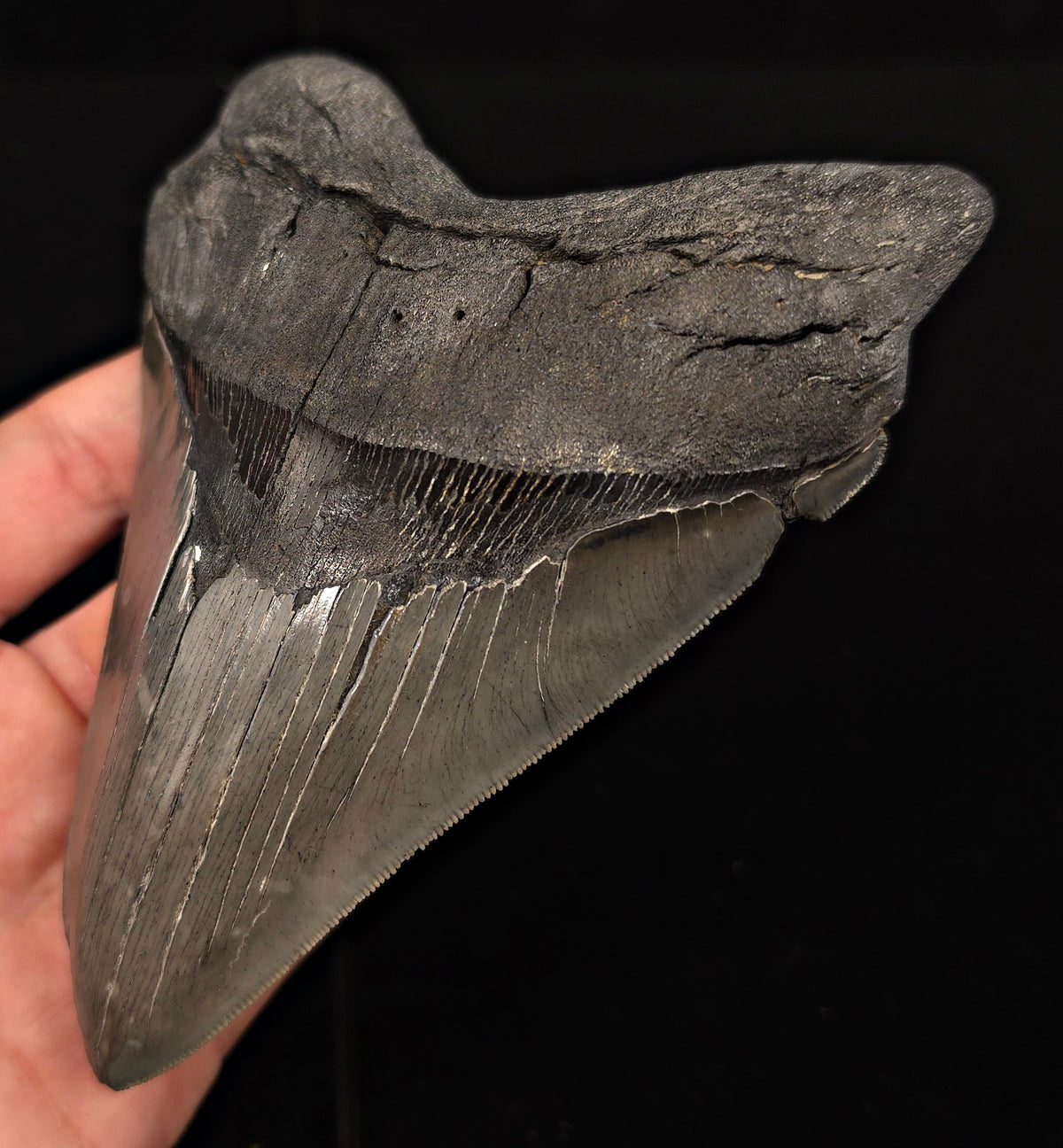 Serrated, 5.50" Fossil Megalodon Tooth - Charleston, South Carolina
