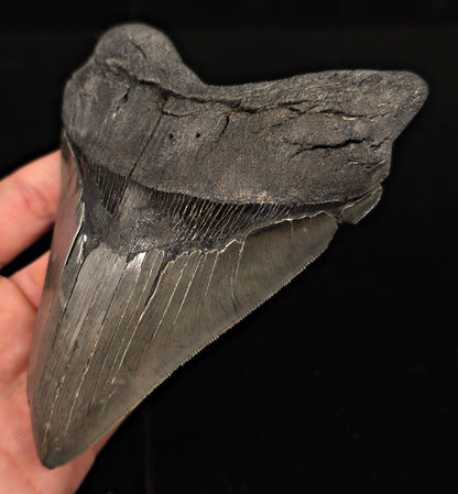 Serrated, 5.50" Fossil Megalodon Tooth - Charleston, South Carolina