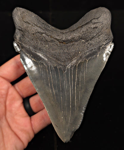 Serrated, 5.50" Fossil Megalodon Tooth - Charleston, South Carolina