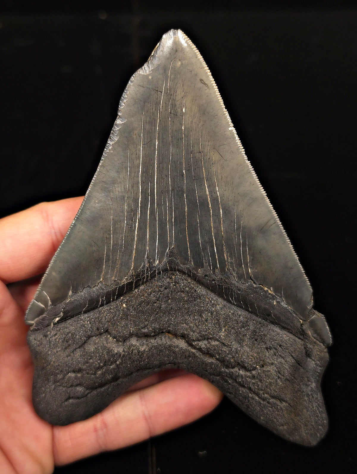 Serrated, 5.50" Fossil Megalodon Tooth - Charleston, South Carolina