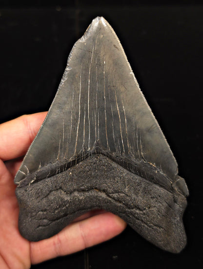 Serrated, 5.50" Fossil Megalodon Tooth - Charleston, South Carolina