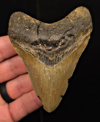 Real, 3.76" Fossil Megalodon Tooth - Meg Ledge, North Carolina