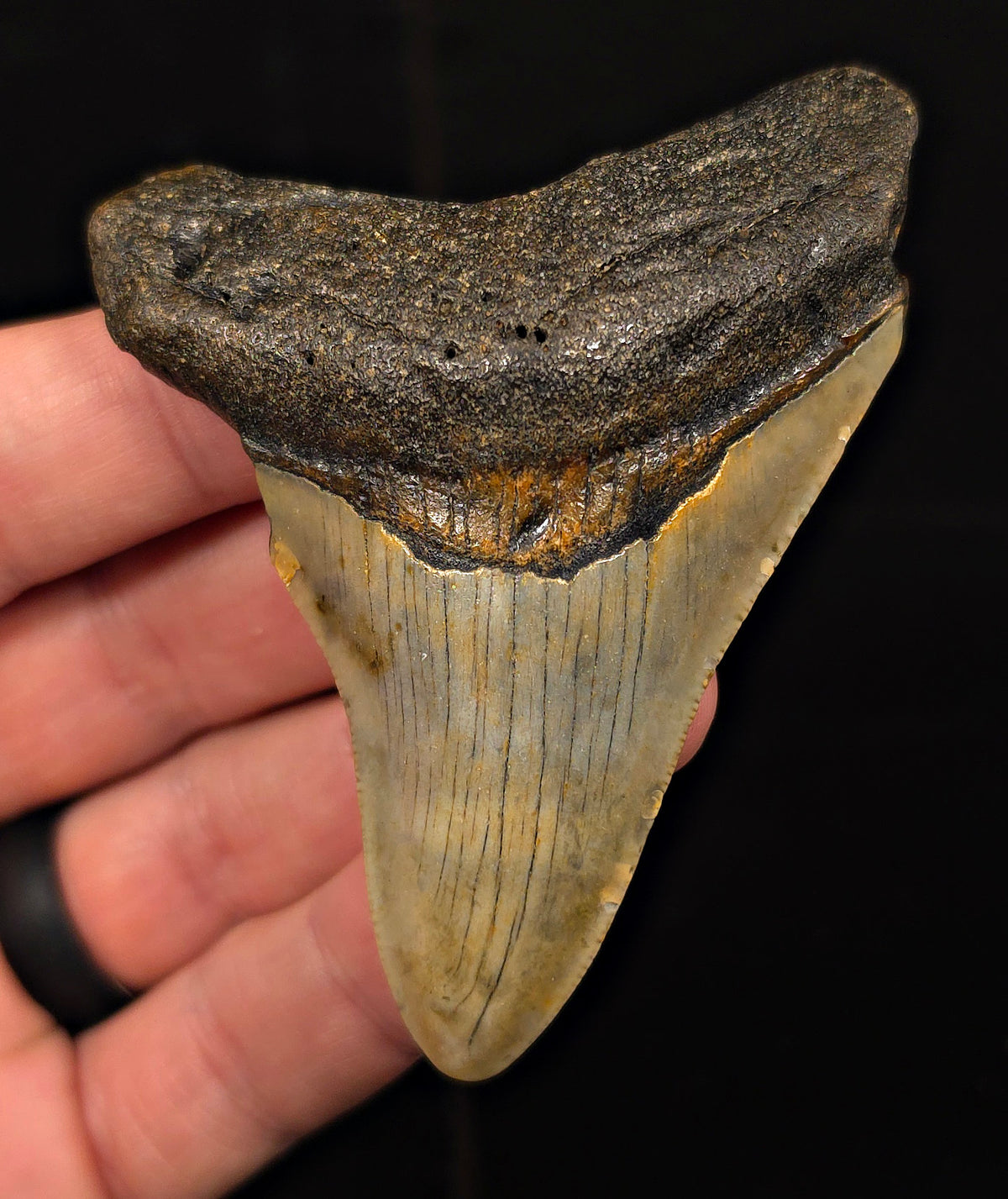 Authentic, 3.24" Fossil Megalodon Tooth - Meg Ledge, North Carolina
