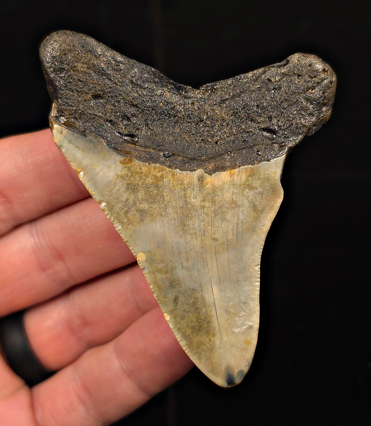 Authentic, 3.24" Fossil Megalodon Tooth - Meg Ledge, North Carolina
