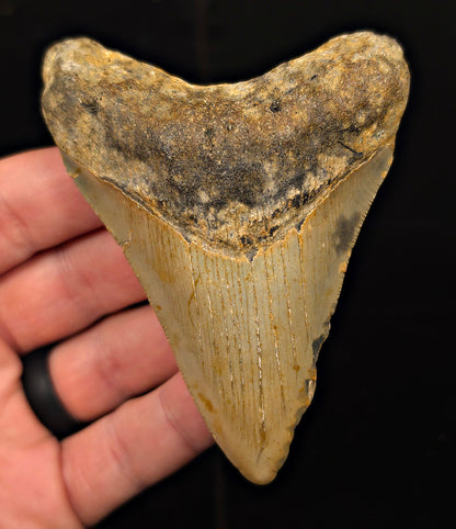 Authentic, 3.76" Fossil Megalodon Tooth - Meg Ledge, North Carolina