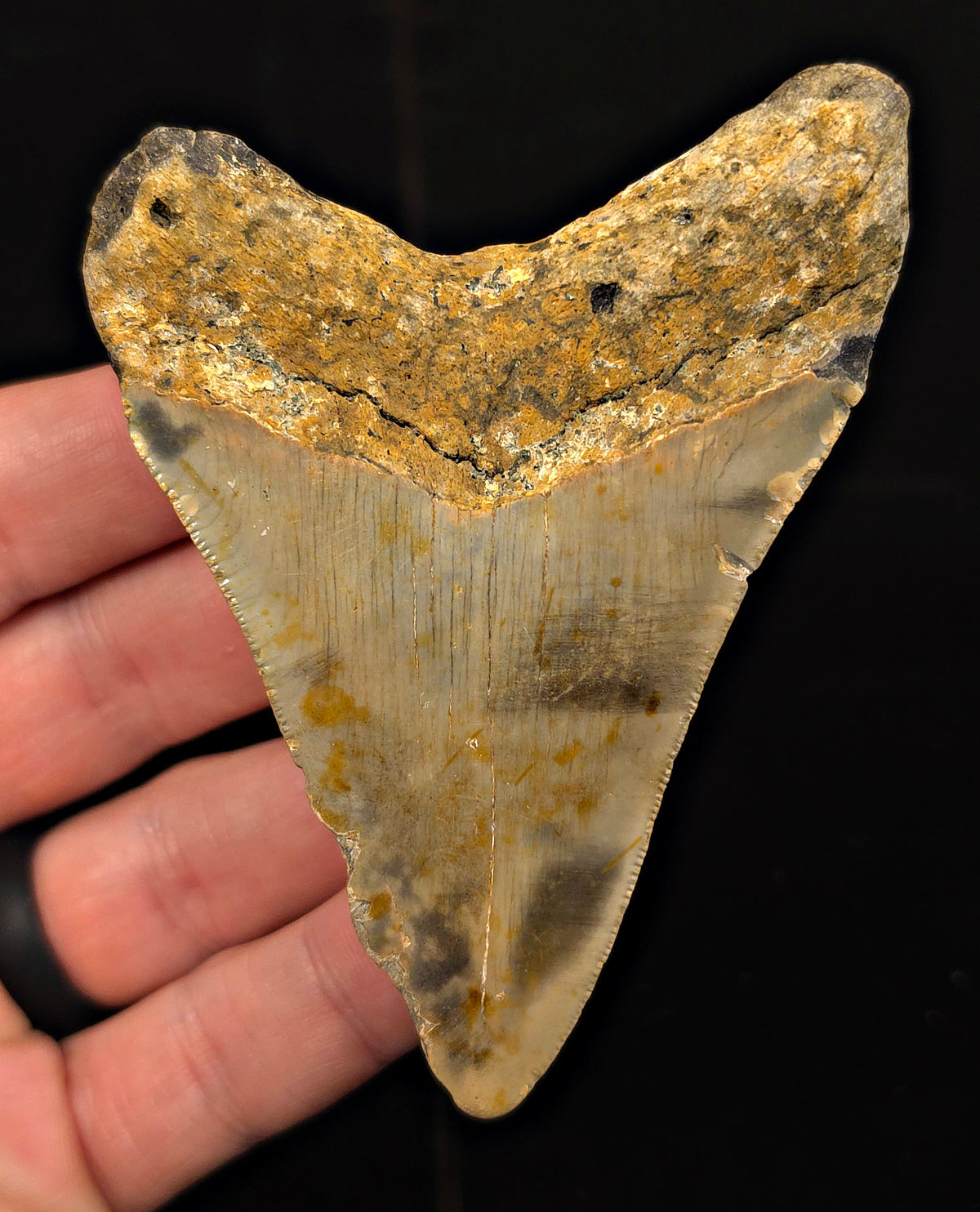 Authentic, 3.76" Fossil Megalodon Tooth - Meg Ledge, North Carolina