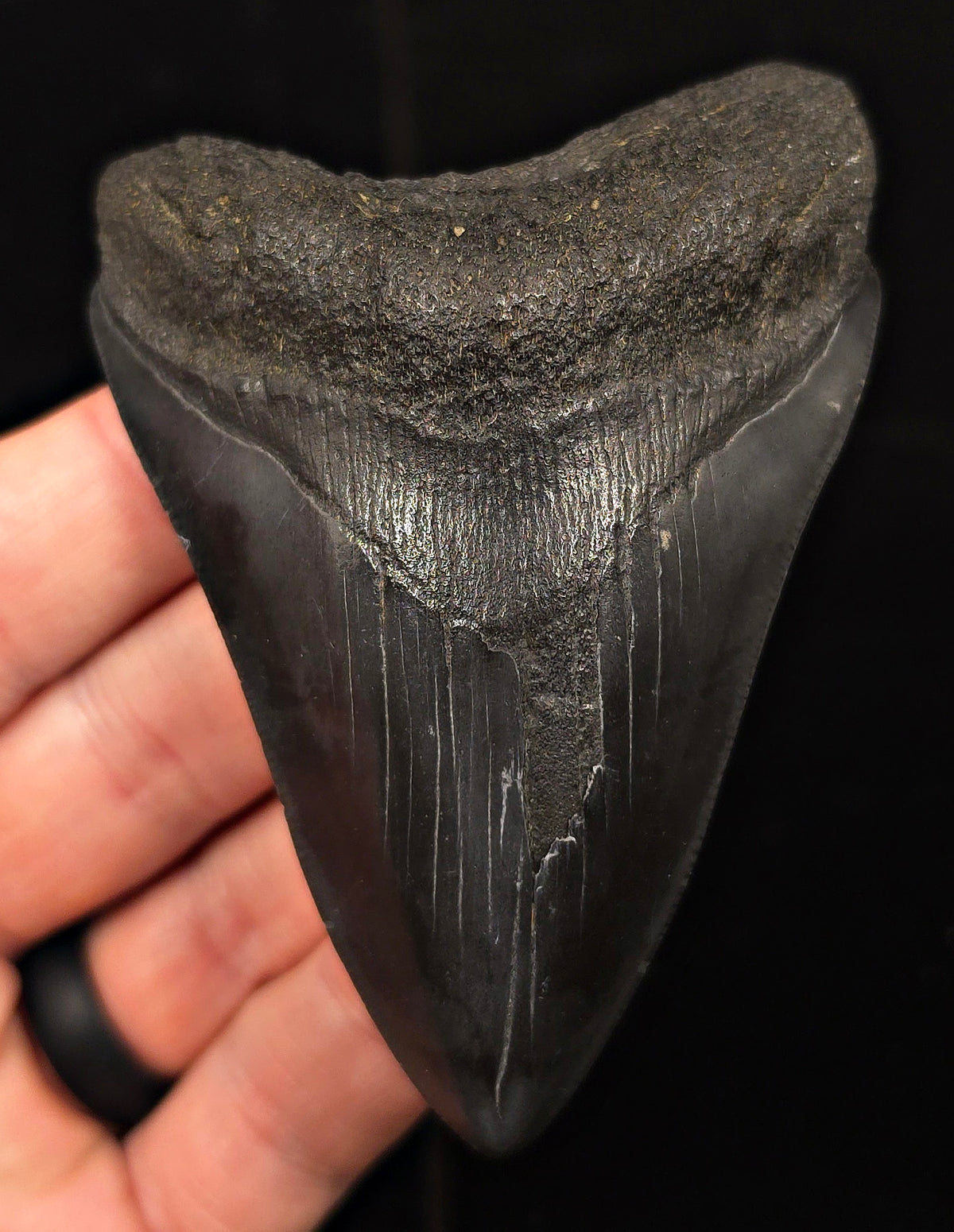 Authentic, 3.68" Fossil Megalodon Tooth - Charleston, South Carolina