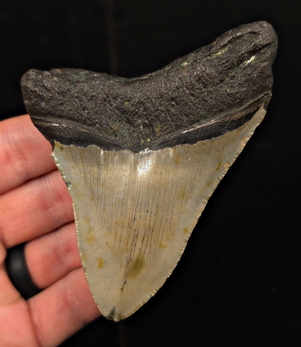 Authentic, 3.80" Fossil Megalodon Tooth - Meg Ledge, North Carolina
