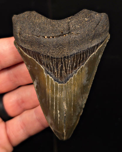 Authentic, 3.46" Fossil Megalodon Tooth - Charleston, South Carolina