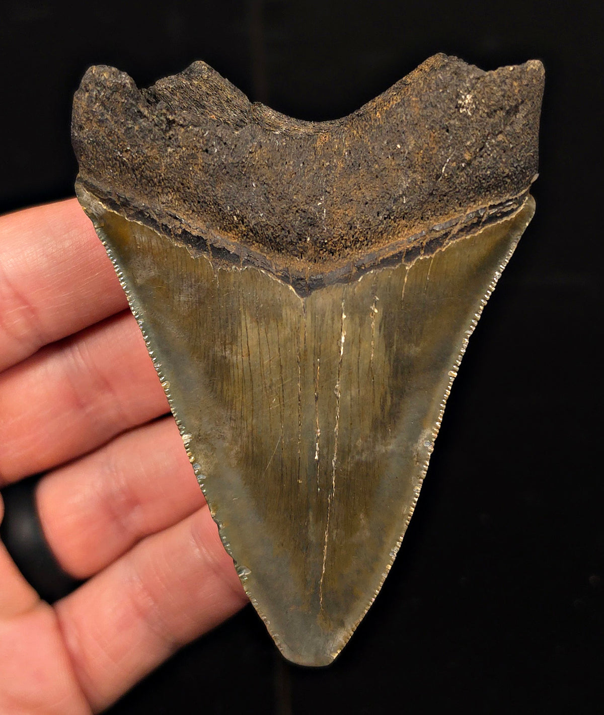 Authentic, 3.46" Fossil Megalodon Tooth - Charleston, South Carolina