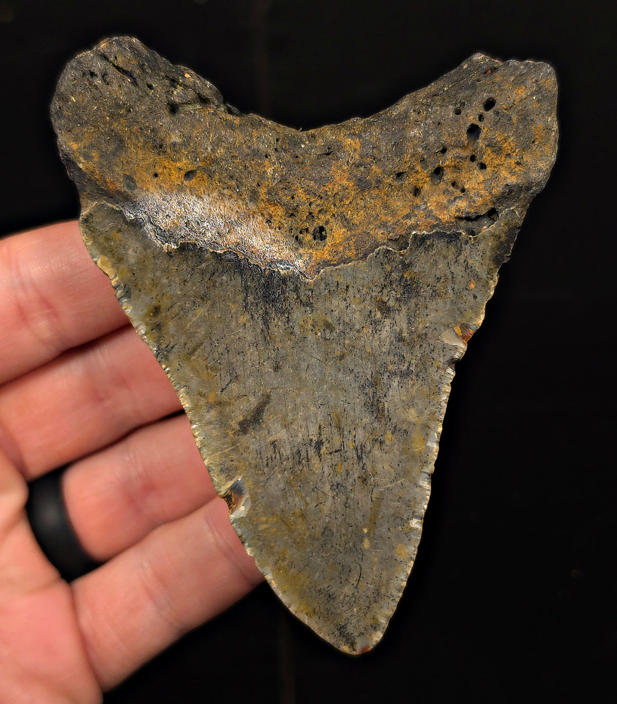 Authentic, 3.91" Fossil Megalodon Tooth - Meg Ledge, North Carolina