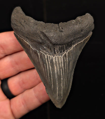 Authentic, 3.58" Fossil Megalodon Tooth - Charleston, South Carolina