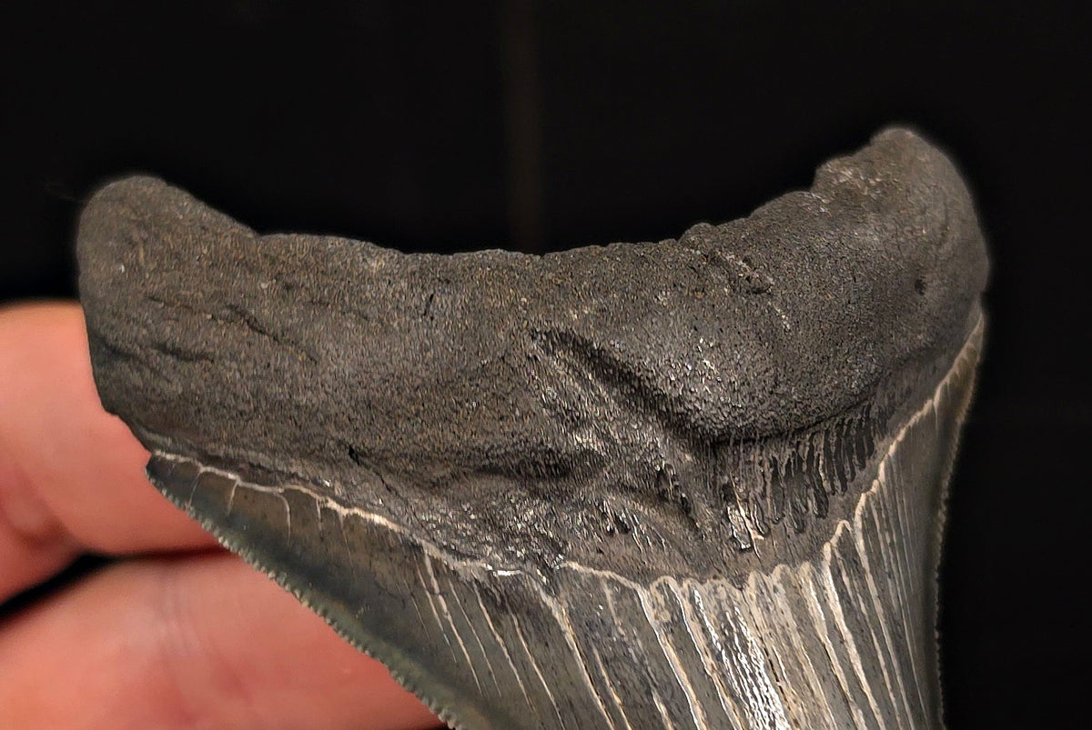 Authentic, 3.58" Fossil Megalodon Tooth - Charleston, South Carolina