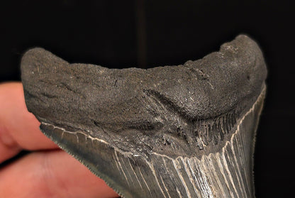 Authentic, 3.58" Fossil Megalodon Tooth - Charleston, South Carolina