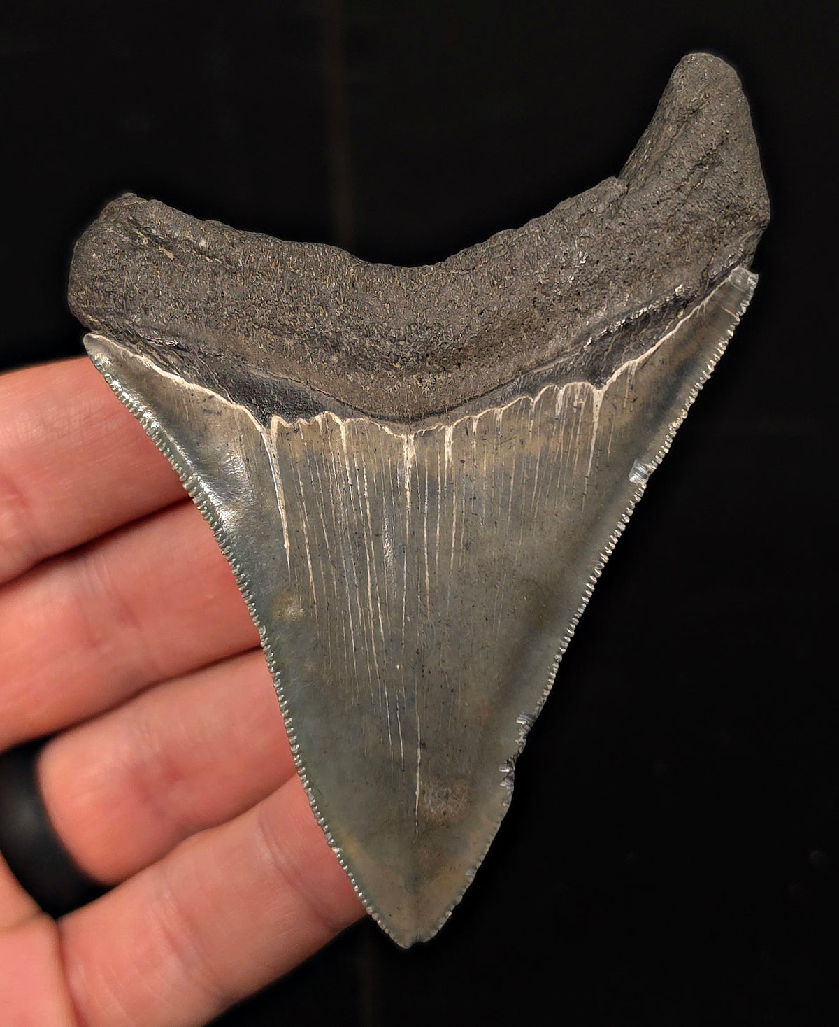 Authentic, 3.58" Fossil Megalodon Tooth - Charleston, South Carolina