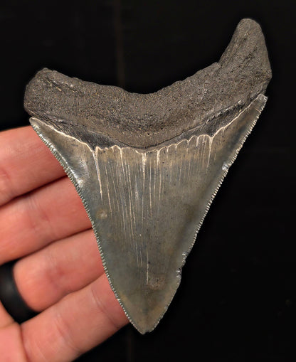 Authentic, 3.58" Fossil Megalodon Tooth - Charleston, South Carolina