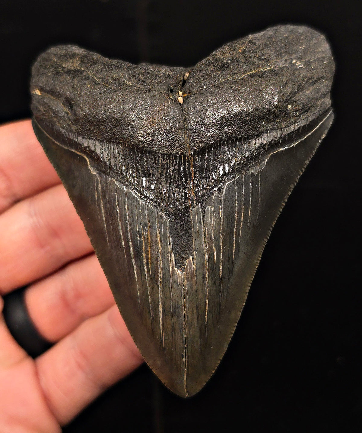 Authentic, 3.73" Fossil Megalodon Tooth - Charleston, South Carolina