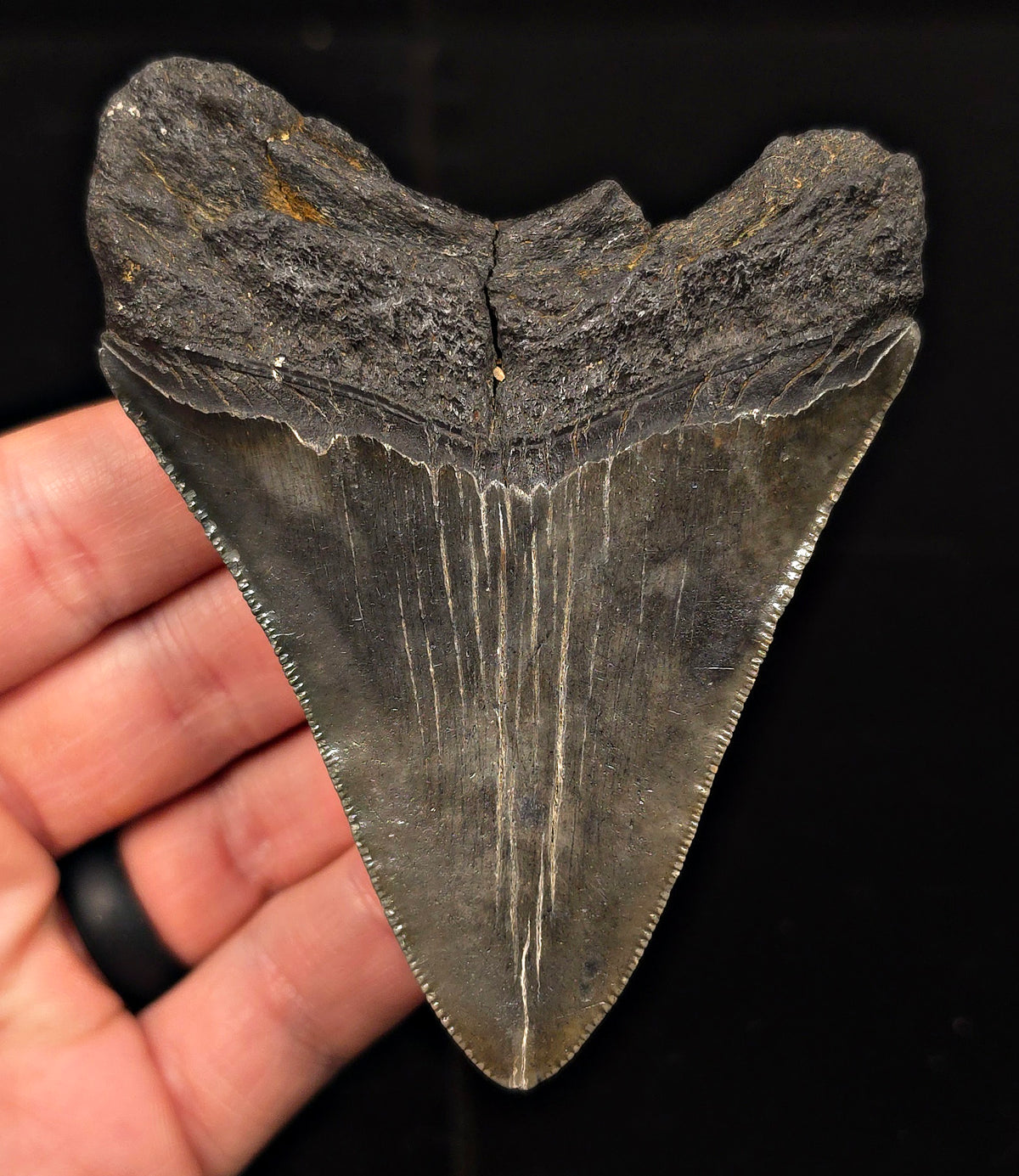 Authentic, 3.73" Fossil Megalodon Tooth - Charleston, South Carolina