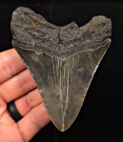 Authentic, 3.73" Fossil Megalodon Tooth - Charleston, South Carolina
