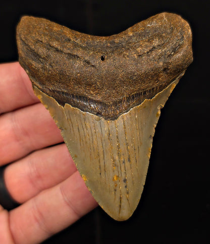 Real, 3.40" Fossil Megalodon Tooth - Meg Ledge, North Carolina